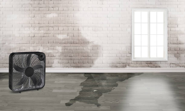 Best Water damage restoration near me  in Gunnison, CO